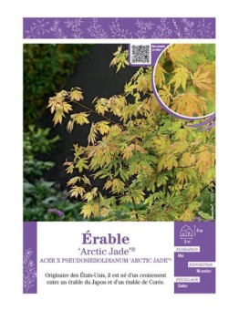 ACER PSEUDOSIEBOLDIANUM ARTIC JADE® voir ÉRABLE