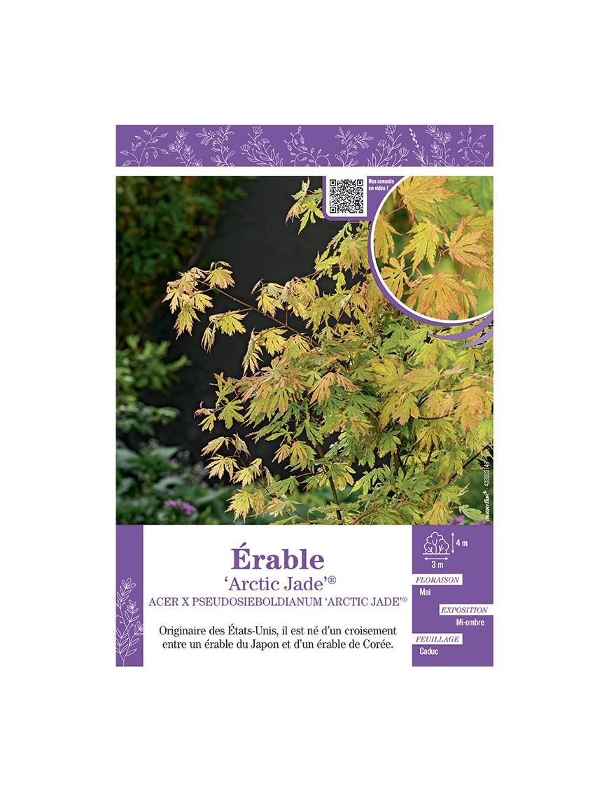 ACER PSEUDOSIEBOLDIANUM ARTIC JADE® voir ÉRABLE