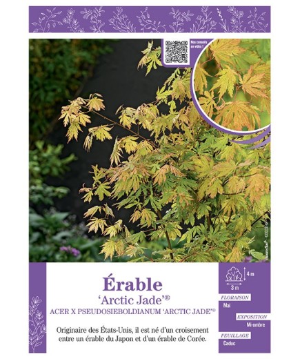 ACER PSEUDOSIEBOLDIANUM ARTIC JADE® voir ÉRABLE