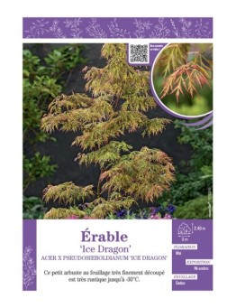 ACER PSEUDOSIEBOLDIANUM ICE DRAGON voir ÉRABLE