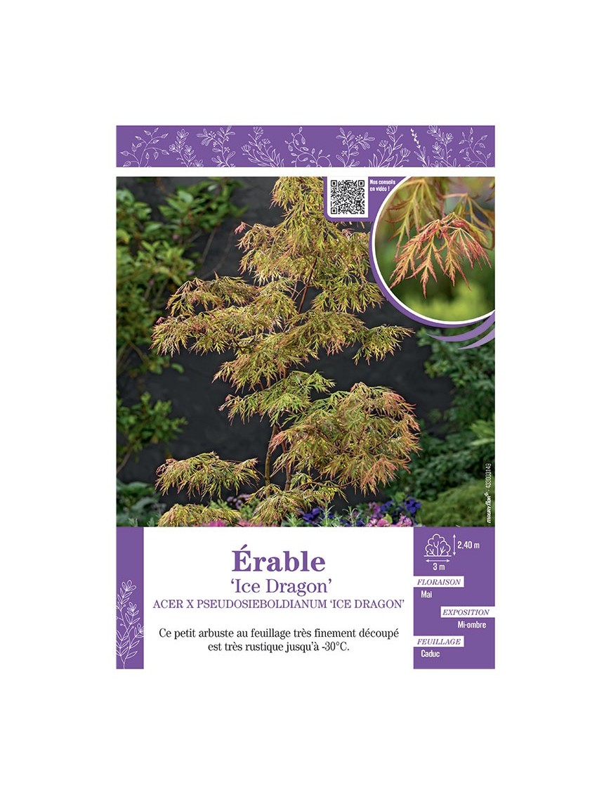 ACER PSEUDOSIEBOLDIANUM ICE DRAGON voir ÉRABLE
