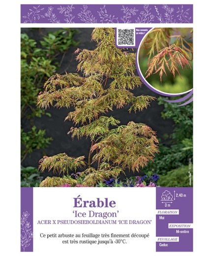 ACER PSEUDOSIEBOLDIANUM ICE DRAGON voir ÉRABLE