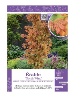 ACER PSEUDOSIEBOLDIANUM NORTH WIND voir ÉRABLE