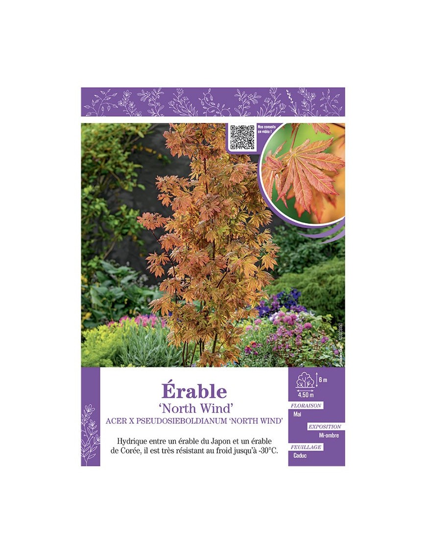 ACER PSEUDOSIEBOLDIANUM NORTH WIND voir ÉRABLE
