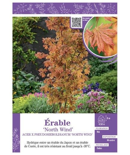 ACER PSEUDOSIEBOLDIANUM NORTH WIND voir ÉRABLE