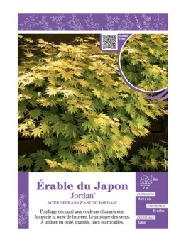 ACER SHIRASAWANUM JORDAN voir ÉRABLE DU JAPON