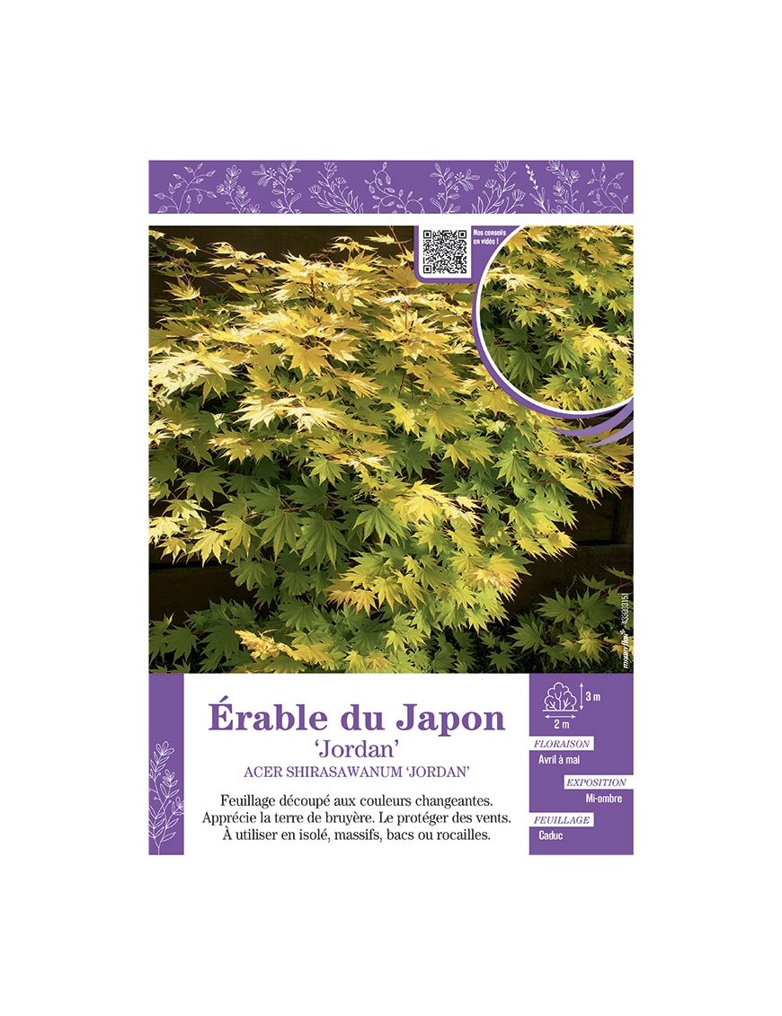 ACER SHIRASAWANUM JORDAN voir ÉRABLE DU JAPON