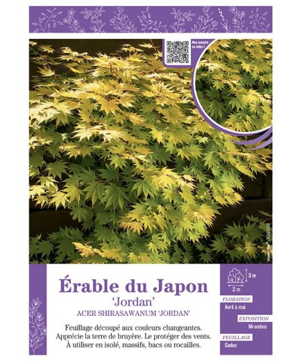 ACER SHIRASAWANUM JORDAN voir ÉRABLE DU JAPON