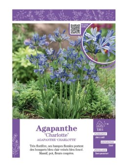 AGAPANTHE CHARLOTTE
