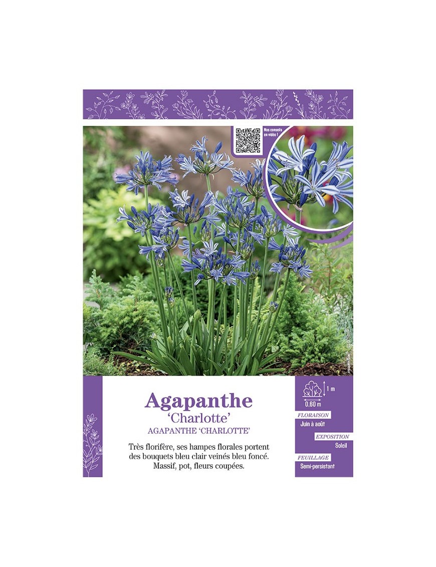 AGAPANTHE CHARLOTTE