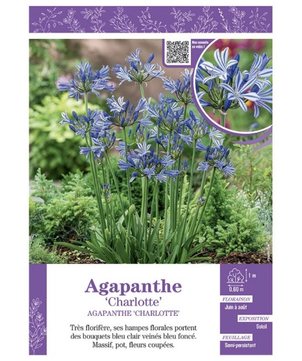 AGAPANTHE CHARLOTTE