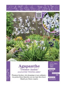 AGAPANTHE TWISTER AMBIC