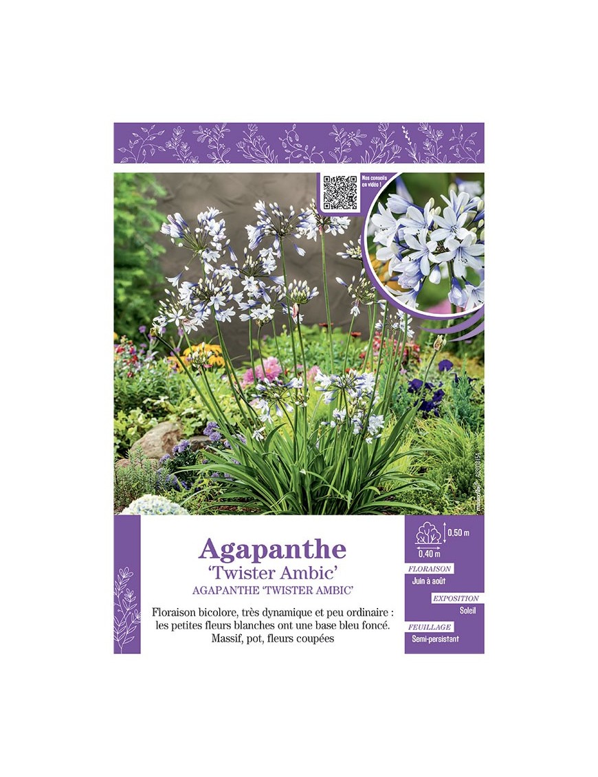 AGAPANTHE TWISTER AMBIC