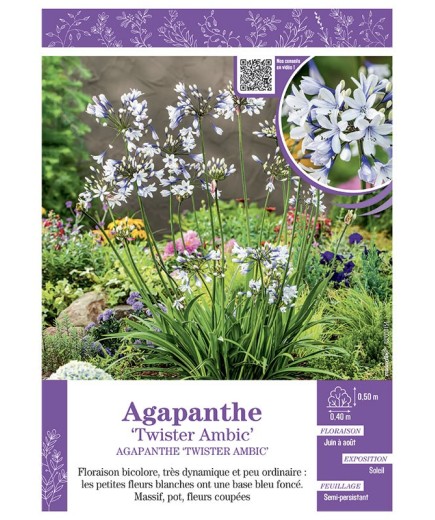 AGAPANTHE TWISTER AMBIC