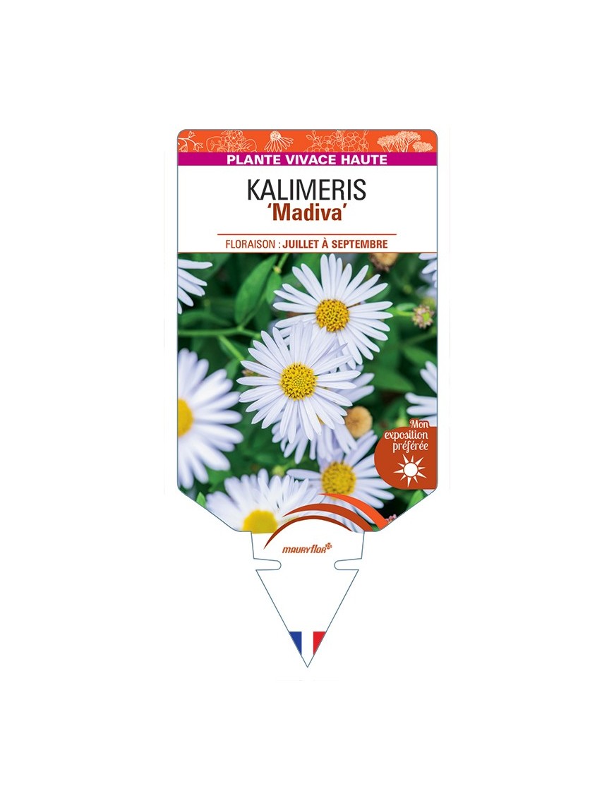 KALIMERIS (incisa) Madiva