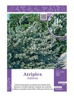 ATRIPLEX HALIMUS
