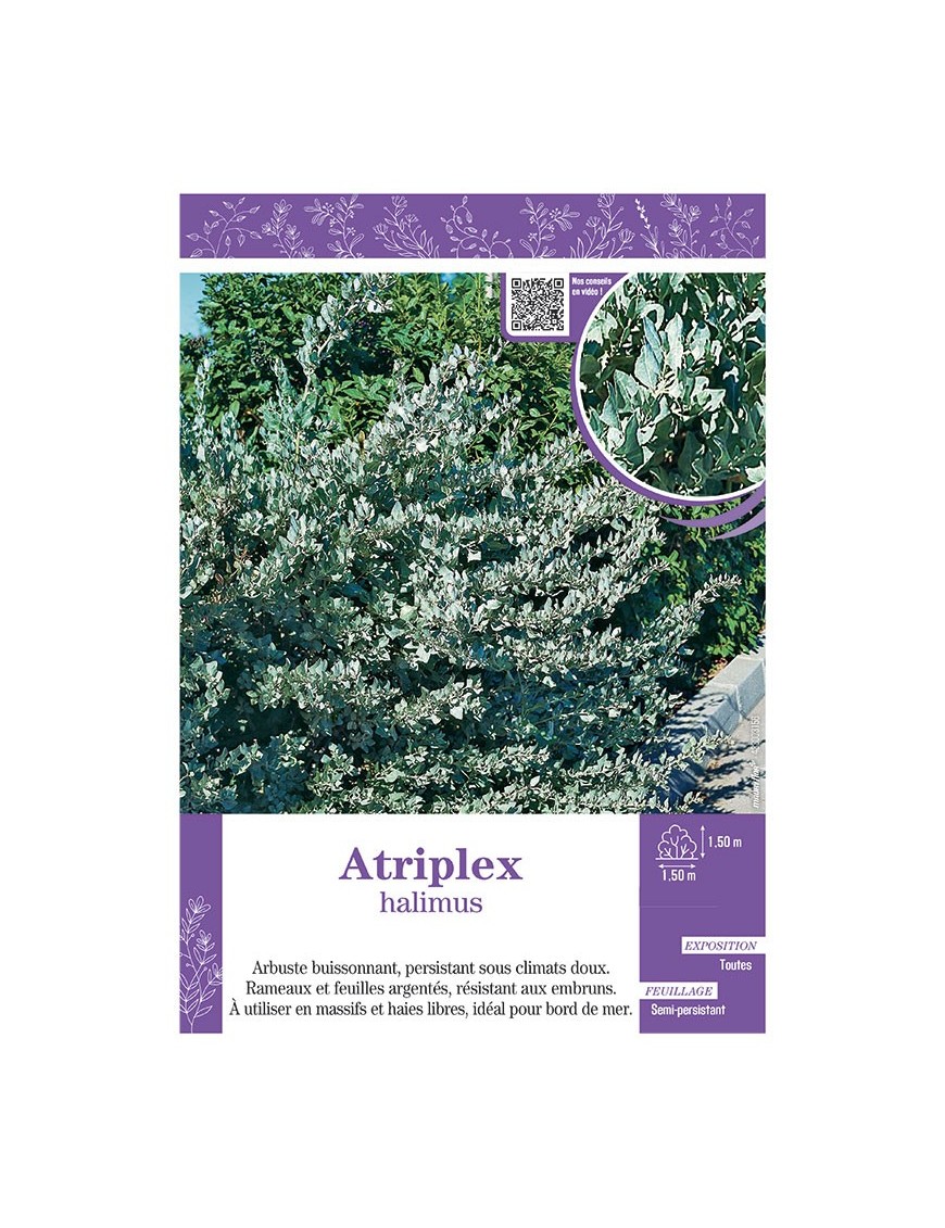 ATRIPLEX HALIMUS