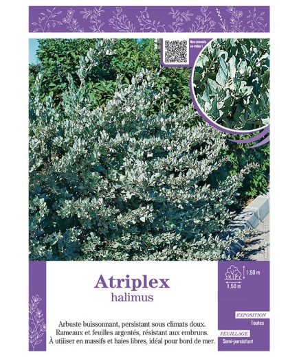 ATRIPLEX HALIMUS