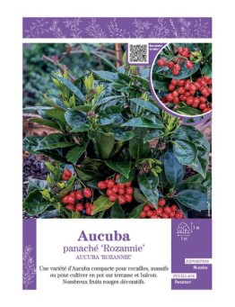 AUCUBA PANACHÉ ROZANNIE