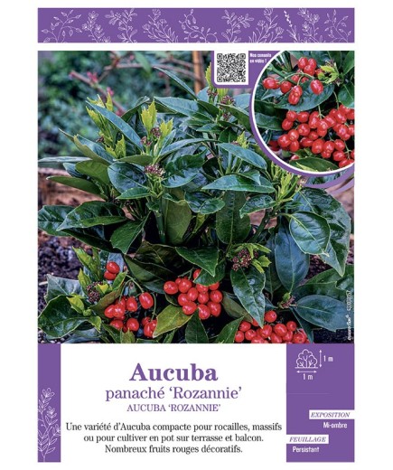 AUCUBA PANACHÉ ROZANNIE