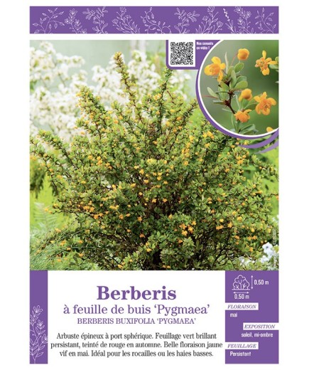 BERBERIS BUXIFOLIA PYGMAEA Voir BERBERIS à feuilles de buis