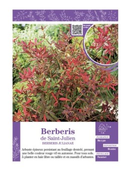 BERBERIS JULIANAE Voir BERBERIS DE SAINT-JULIEN