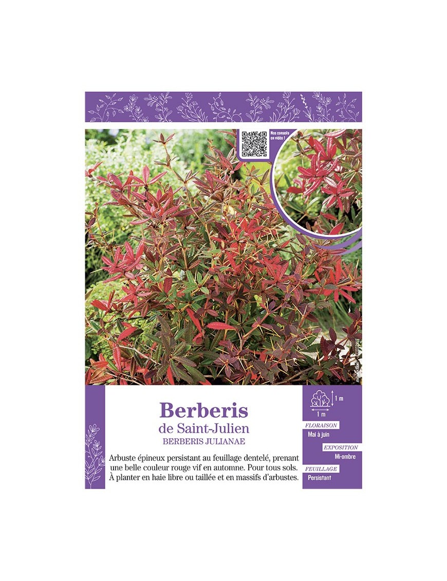 BERBERIS JULIANAE Voir BERBERIS DE SAINT-JULIEN