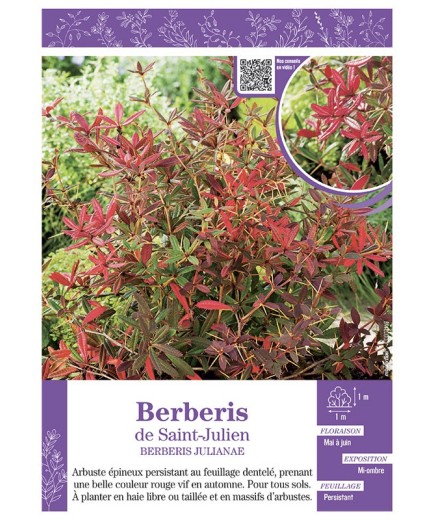 BERBERIS JULIANAE Voir BERBERIS DE SAINT-JULIEN
