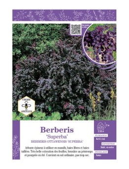 BERBERIS OTTAWENSIS SUPERBA