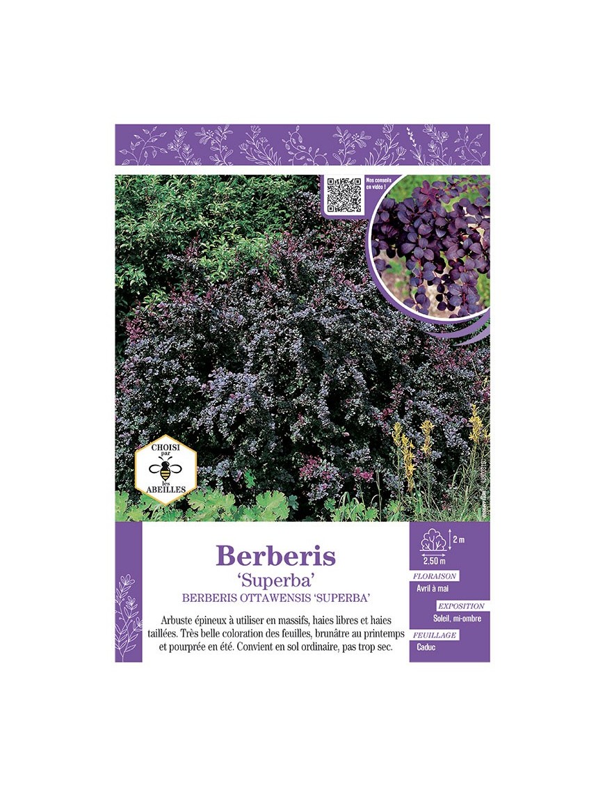 BERBERIS OTTAWENSIS SUPERBA