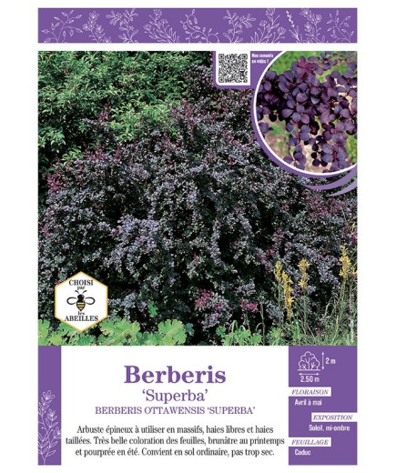BERBERIS OTTAWENSIS SUPERBA