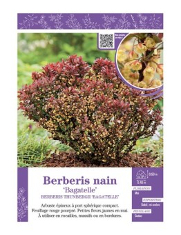 BERBERIS NAIN THUNBERGII BAGATELLE