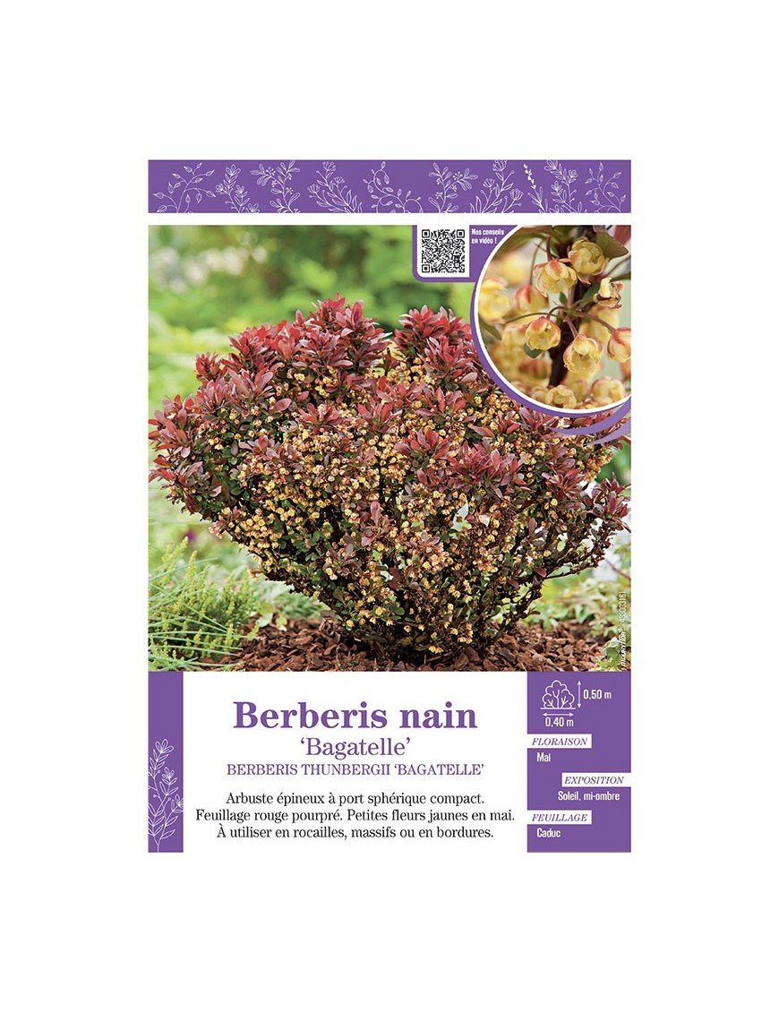 BERBERIS NAIN THUNBERGII BAGATELLE