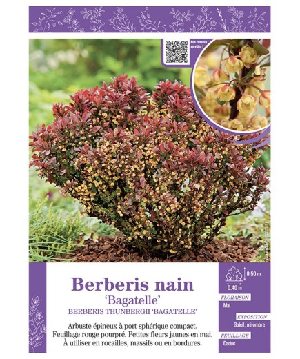BERBERIS NAIN THUNBERGII BAGATELLE