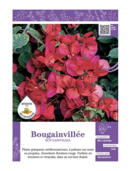 BOUGAINVILLEA (rouge)