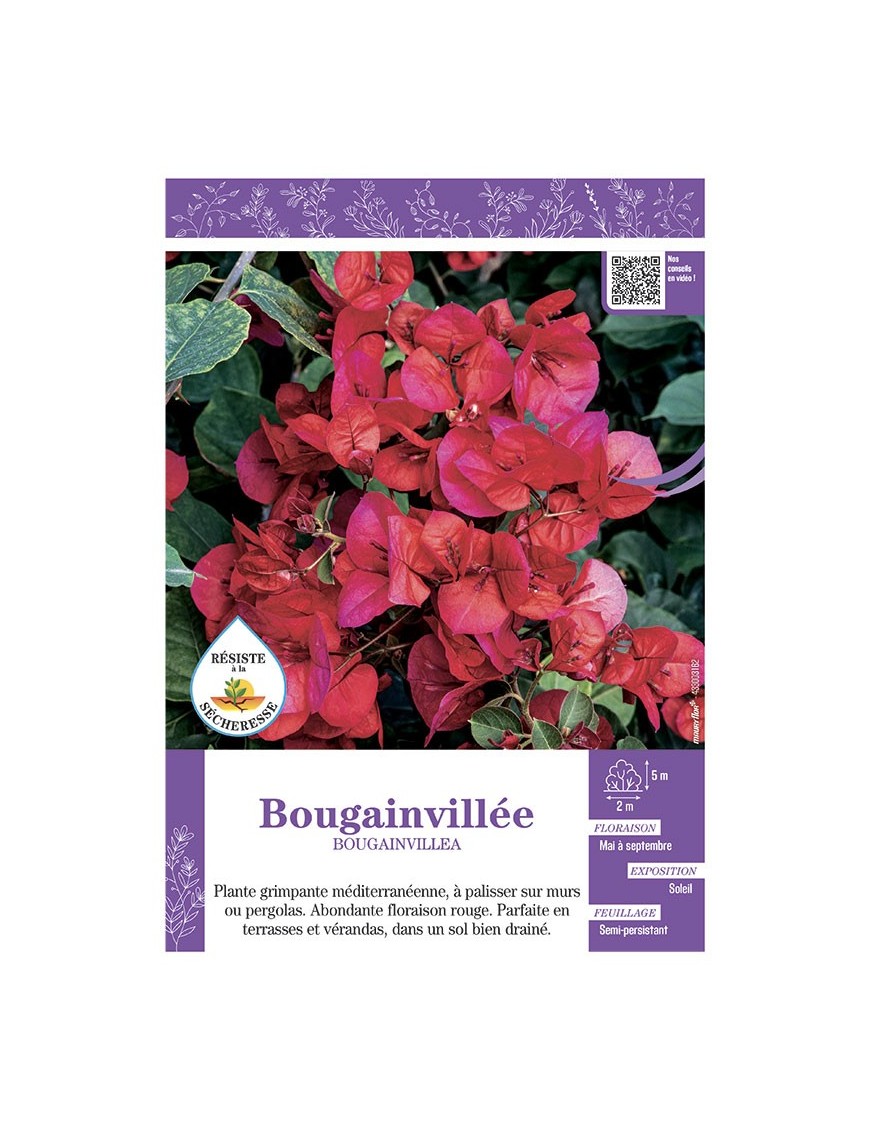 BOUGAINVILLEA (rouge)