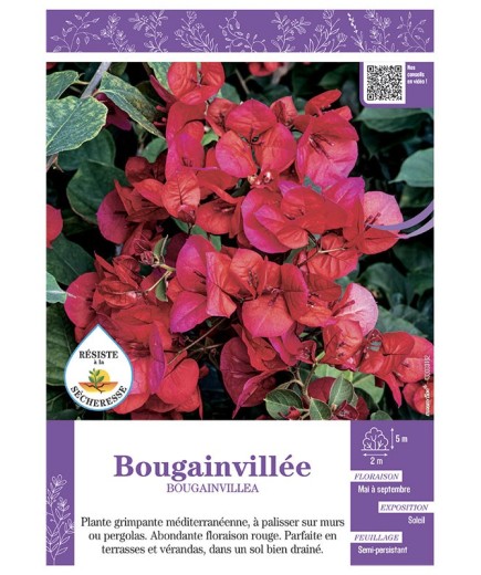 BOUGAINVILLEA (rouge)