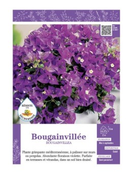 BOUGAINVILLEA (violet)