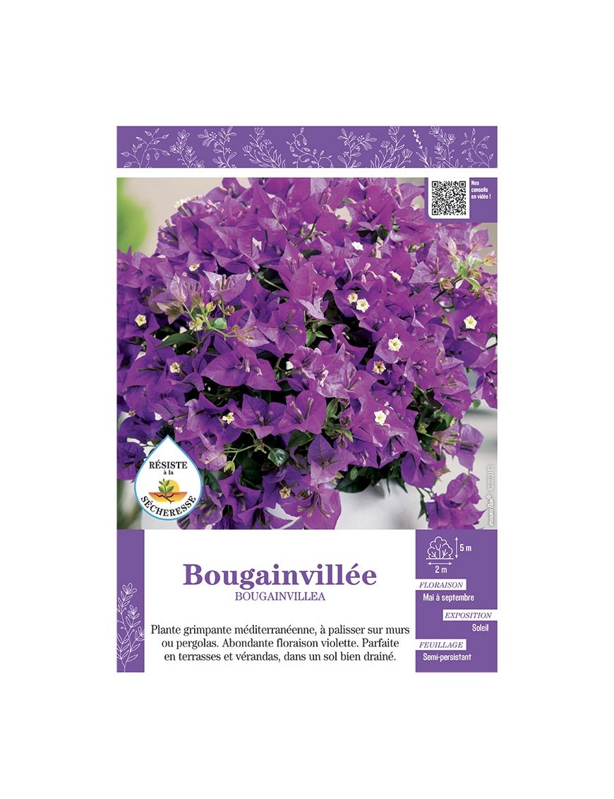BOUGAINVILLEA (violet)