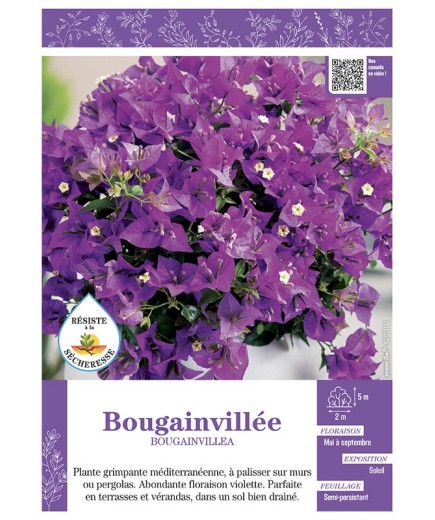 BOUGAINVILLEA (violet)