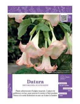BRUGMANSIA SUAVEOLENS voir DATURA (rose)
