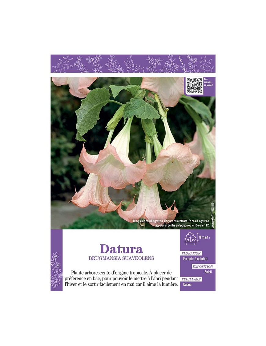 BRUGMANSIA SUAVEOLENS voir DATURA (rose)