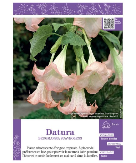 BRUGMANSIA SUAVEOLENS voir DATURA (rose)