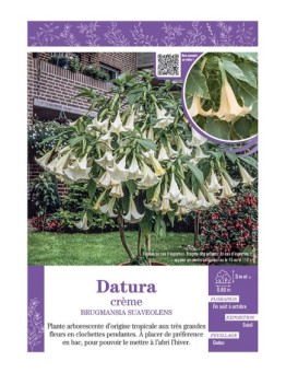 BRUGMANSIA SUAVEOLENS voir DATURA (crème)