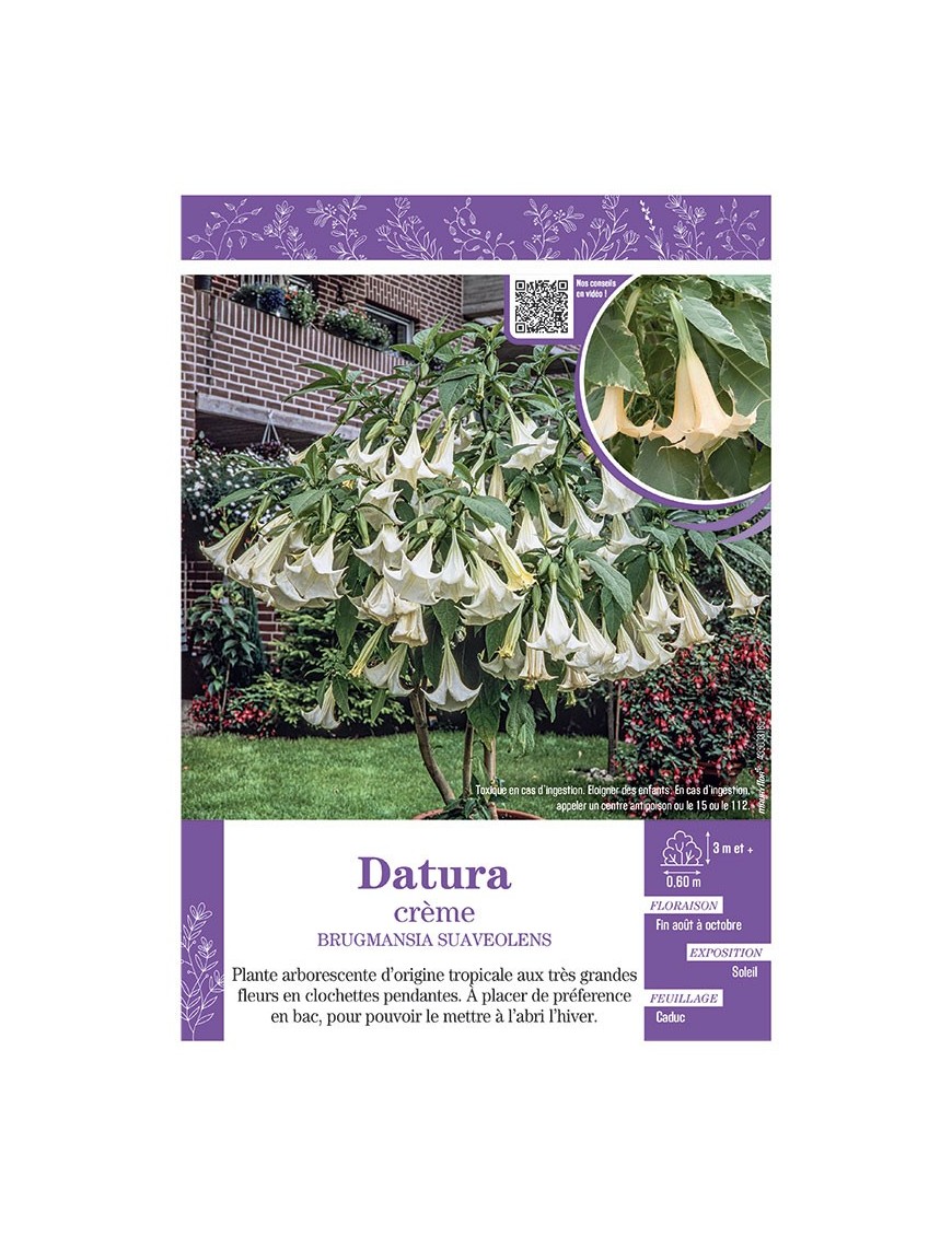 BRUGMANSIA SUAVEOLENS voir DATURA (crème)