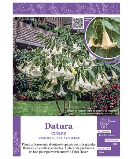 BRUGMANSIA SUAVEOLENS voir DATURA (crème)