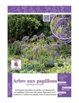 BUDDLEJA DAVIDII (bleu clair) voir ARBRE AUX PAPILLONS