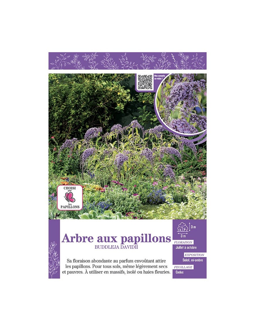 BUDDLEJA DAVIDII (bleu clair) voir ARBRE AUX PAPILLONS