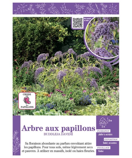 BUDDLEJA DAVIDII (bleu clair) voir ARBRE AUX PAPILLONS
