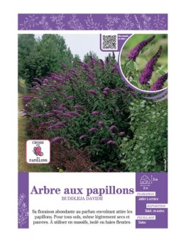 BUDDLEJA DAVIDII (violet foncé) voir ARBRE AUX PAPILLONS